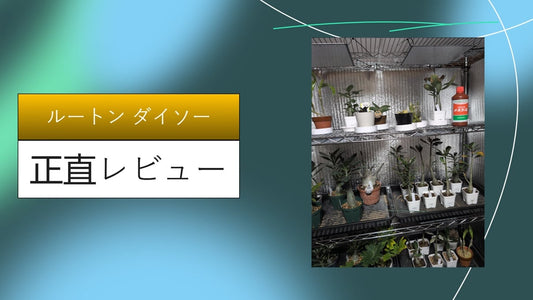 ルートン ダイソー|ルートン ダイソー|ルートン ダイソー|ルートン ダイソー